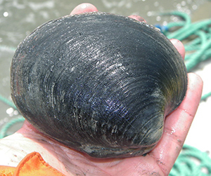 Arctica islandica from the Gulf of Maine, the stuff of clam chowder