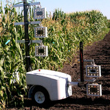 PhenoBot robot in corn field