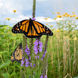 A close-up photo of two monarch butterflies perched on a wildflower with purple petals. 