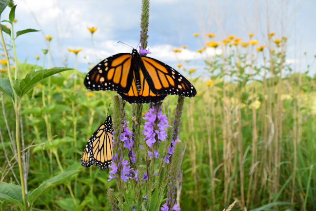 A close-up photo of two monarch butterflies perched on a wildflower with purple petals.