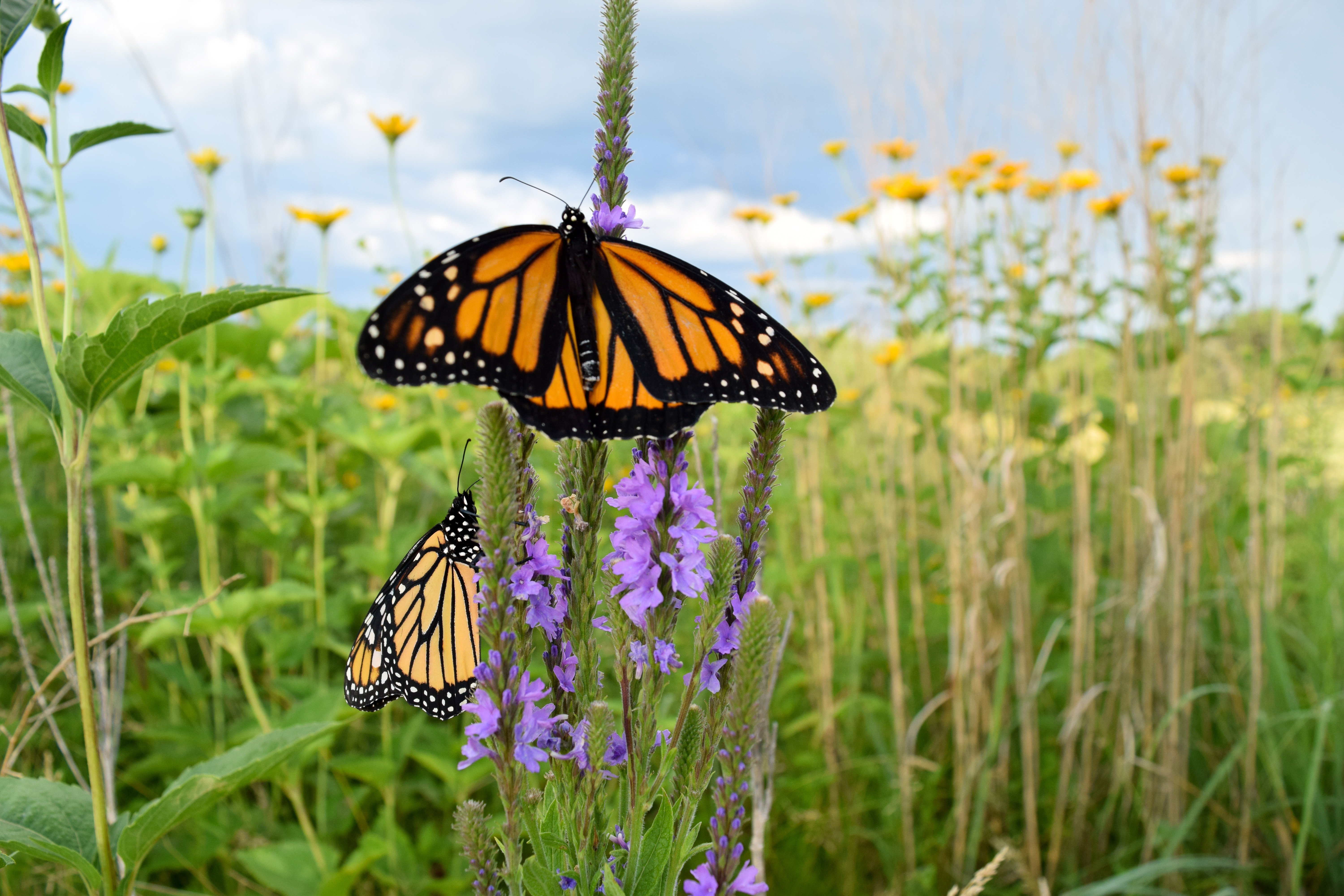 Monarch butterfly: Facts about the iconic migratory insects