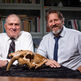 Dave Easterla, left, emeritus distinguished university professor of biology at Northwest Missouri State University and Mathew Hill, associate professor of anthropology at Iowa State with a fossilized complete skull. Christopher Gannon/Iowa State University