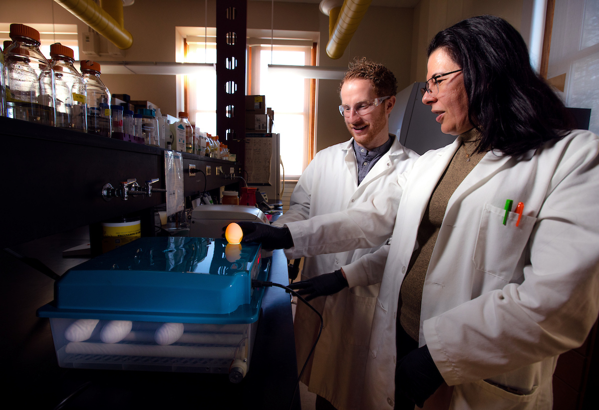 Associate Professor of Molecular Microbiology Melha Mellata, right, and Ph.D. student Jared Meinin-Jochum illuminate an egg to check embryo development.