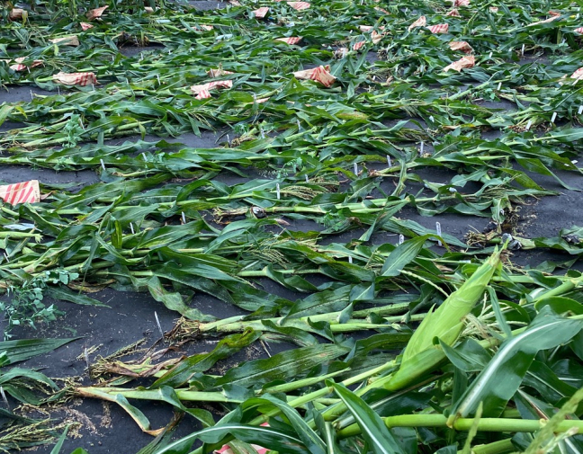 Corn knocked over by 2020 derecho