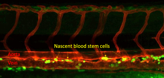 Blood stem cells forming in a zebrafish embryo