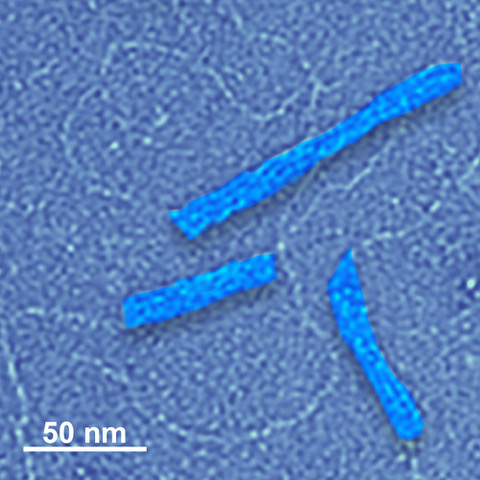 An electron microscope images shows two shorter blue structures and one longer one.