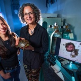 Nicole Valenzuela holding a turtle with a dark green shell with orange marking, standing in a lab by research scientist Itzel Sifuentes-Romero