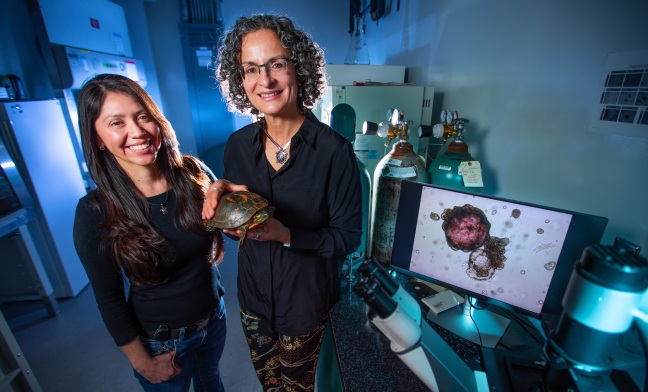 Nicole Valenzuela holding a turtle with a dark green shell with orange marking, standing in a lab by research scientist Itzel Sifuentes-Romero