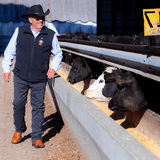 Bill Couser walking by cattle in his feedlot