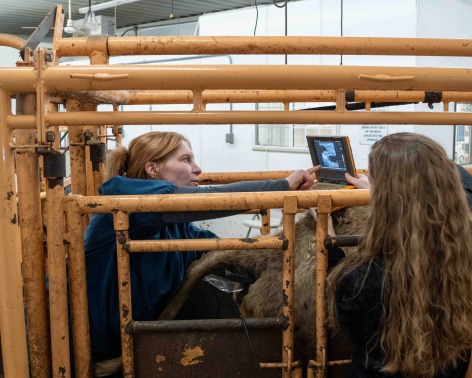 Jodie Pettit working with a cow.