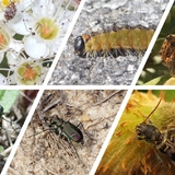A montage of snapshots showing insects on plants.